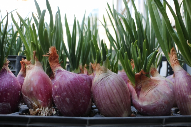 Yeni nesil hibrit soğan üretildi